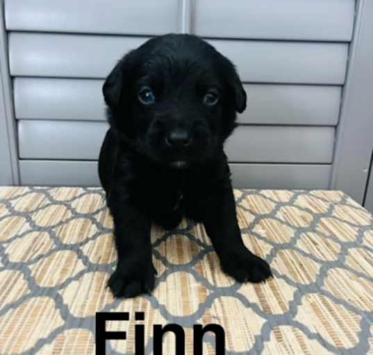 Photo of Finn