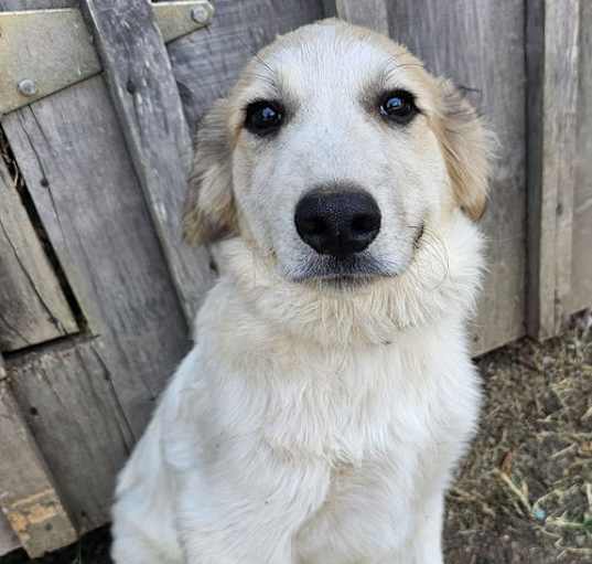 Photo of PUPPY MERLIN