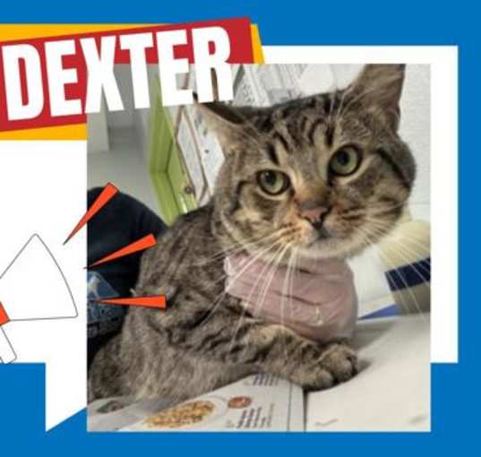 Photo of Dexter