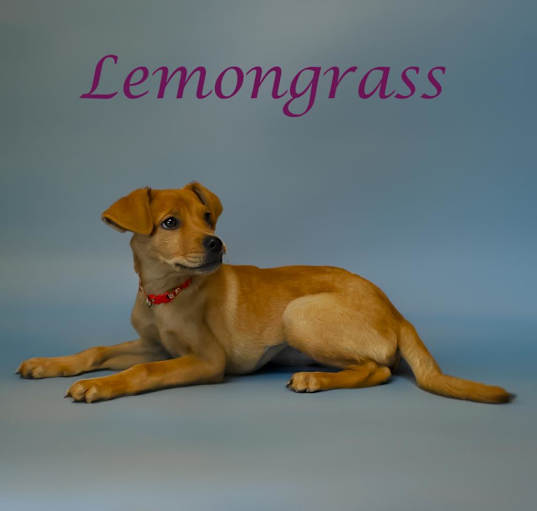 Photo of Lemongrass D24-104