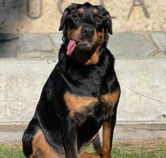 Photo of Coco