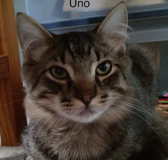 Photo of Uno