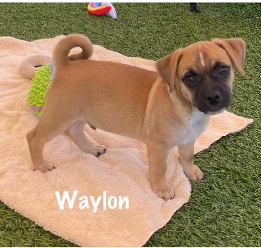 Photo of Waylon