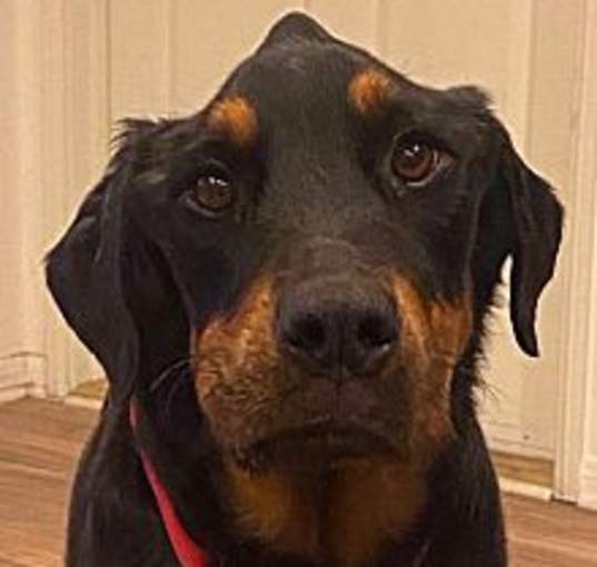 Photo of Coco