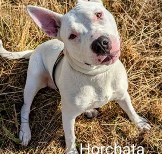 Photo of HORCHATA