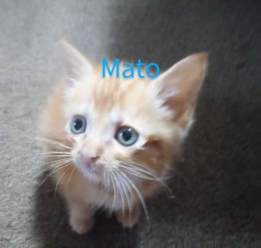 Photo of Mato