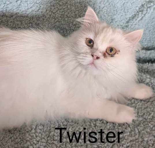 Photo of Twister