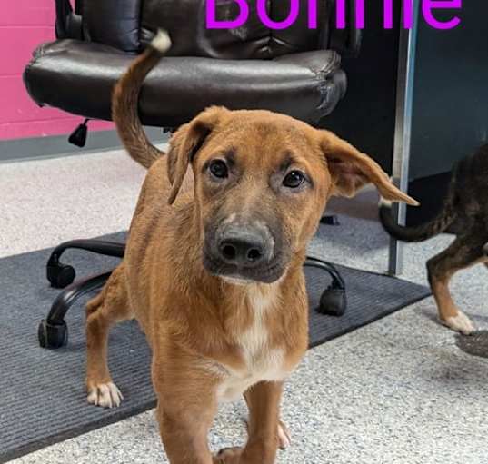 Photo of Bonnie