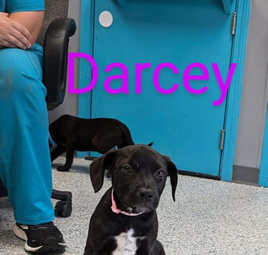 Photo of Darcey