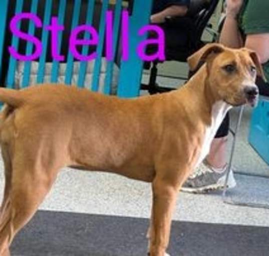 Photo of Stella