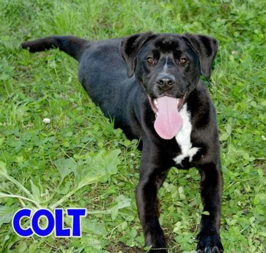 Photo of Colt