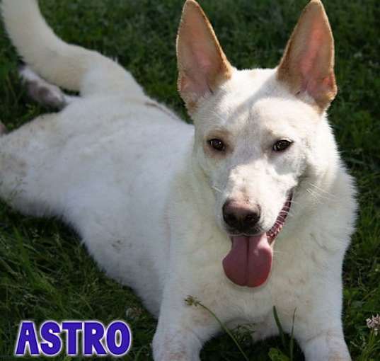 Photo of Astro