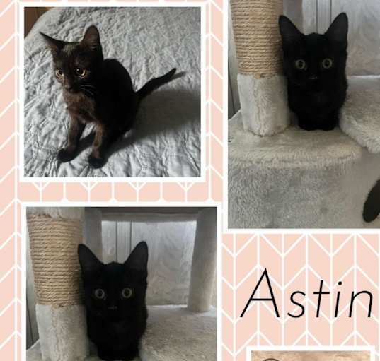 Photo of Astin