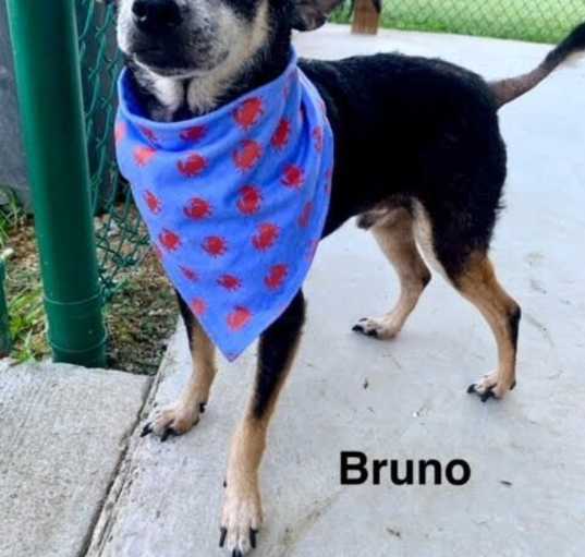 Photo of Bruno