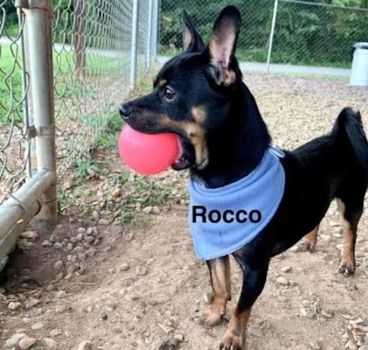 Photo of Rocco