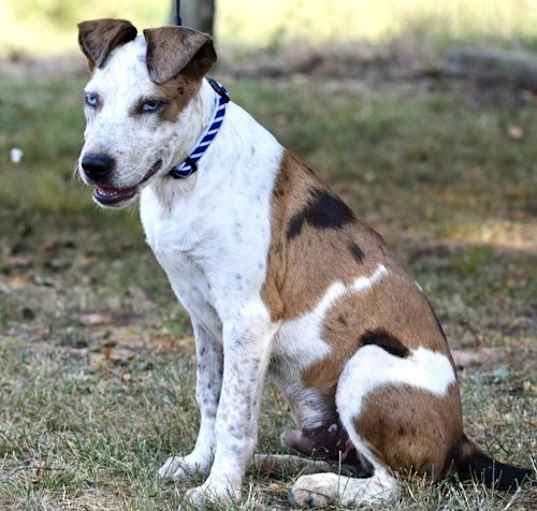 Photo of PUPPY PAULEY