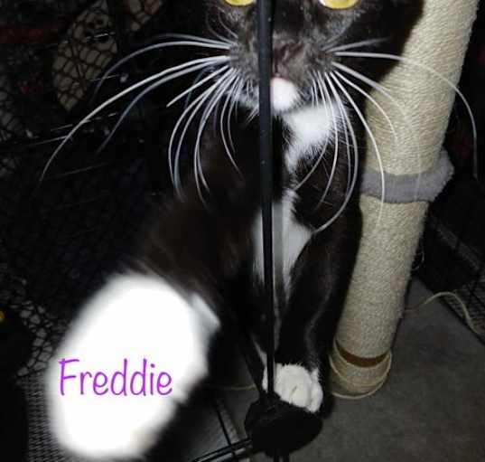 Photo of Freddie (purple collar)