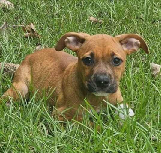 Photo of Curly Fry (fka Boba) - Fries Litter