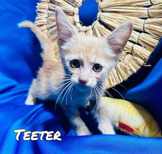 Photo of Teeter