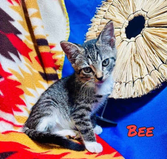 Photo of Bee