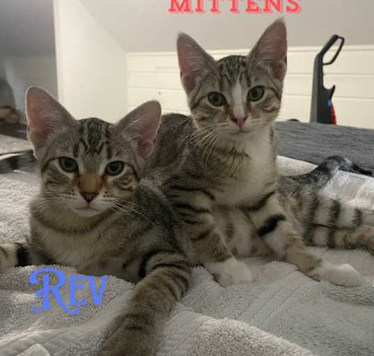 Photo of Mittens - Pending Adoption / Rev (Bonded Pair) - Pending Adoption