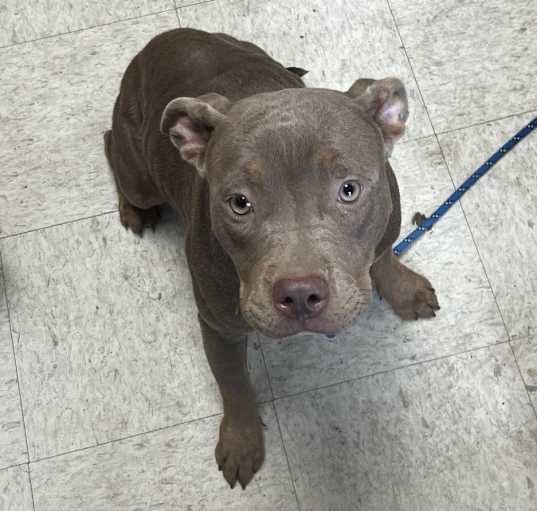 Photo of Octavia Blake - Adoptable