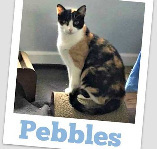 Photo of Pebbles