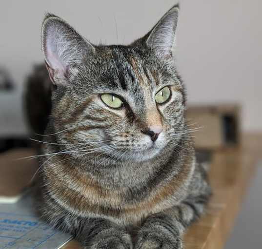 Photo of Princess Leia