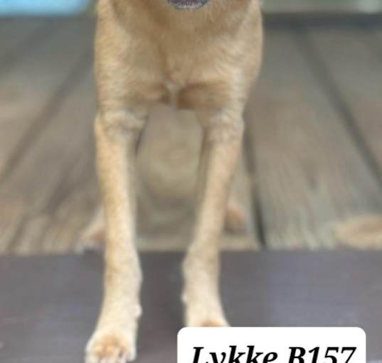 Photo of Alice AKA Lykke B157