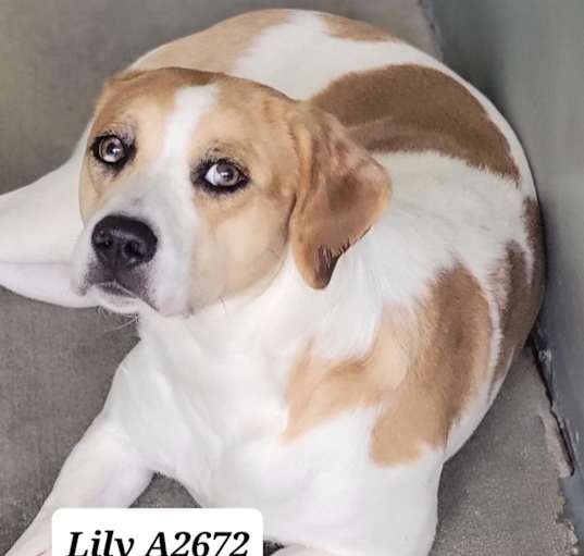 Photo of Lily A2672