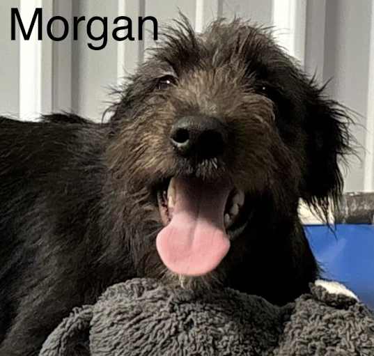 Photo of Morgan 🐾