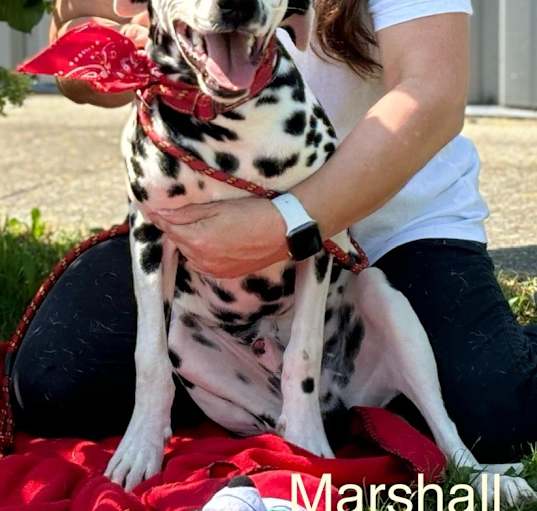 Photo of Marshall 🐾