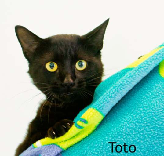 Photo of Toto