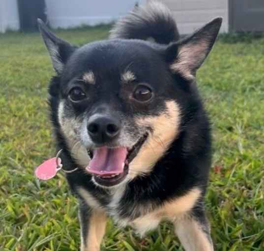 Photo of Lucy Beans Wags