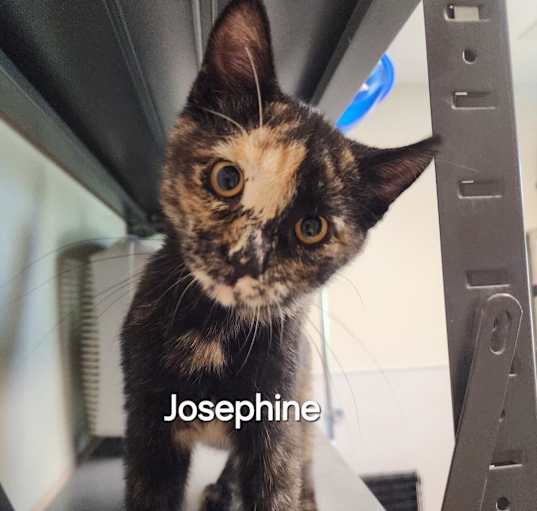 Photo of Josephine