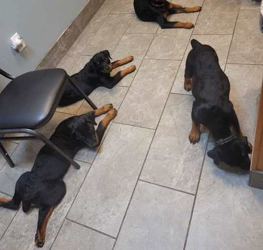 Photo of Rottweiler Puppies