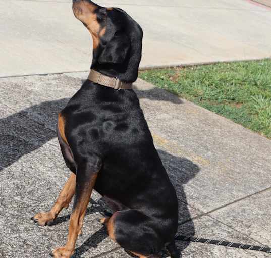 Photo of XENA-Paws Behind Bars Trained