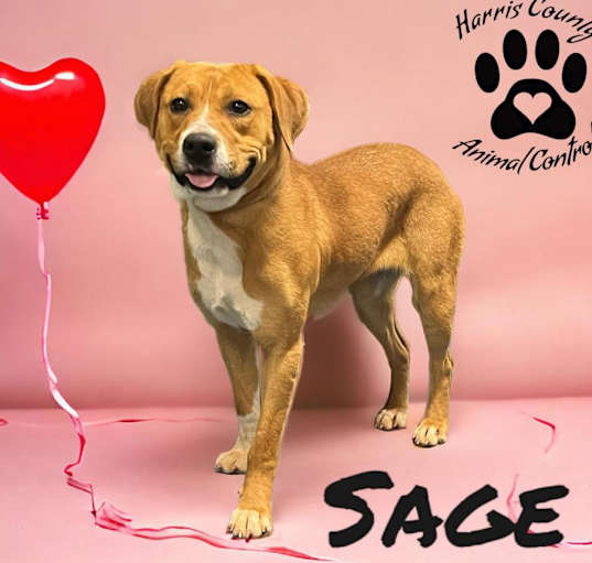 Photo of Sage