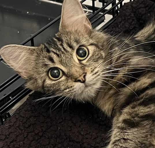 Photo of Divot- I'm in Foster!