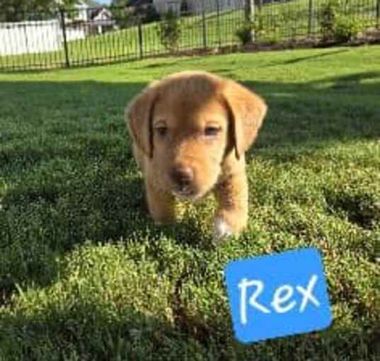 Photo of Rex