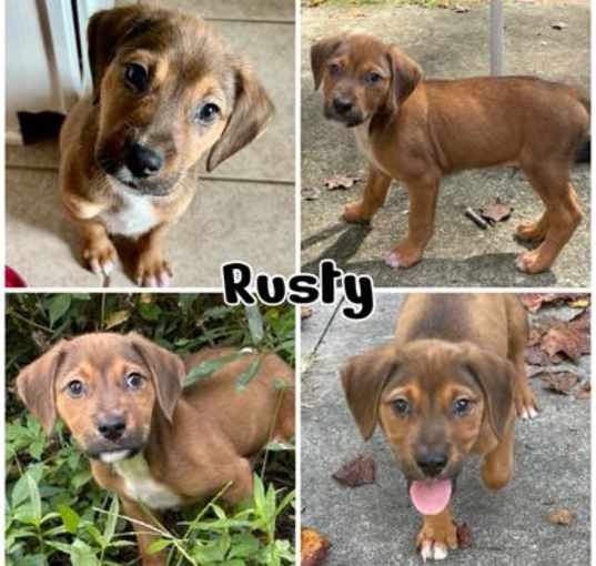 Photo of Rusty