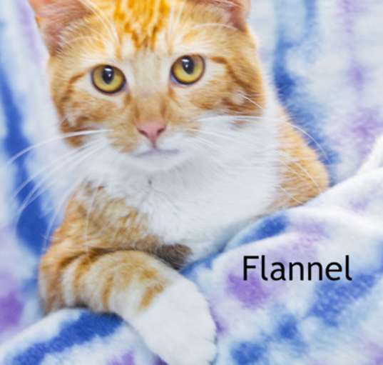 Photo of Flannel