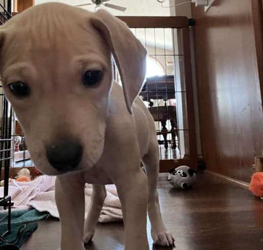 Photo of Soup - Peas Pups