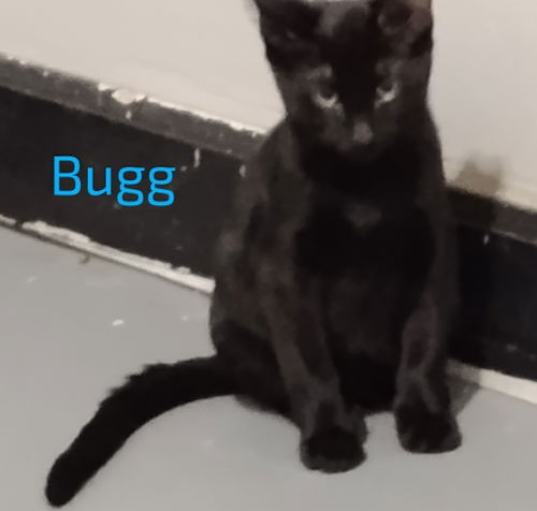 Photo of Bugg