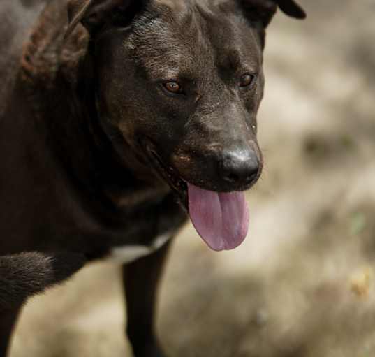 Photo of Black Dog