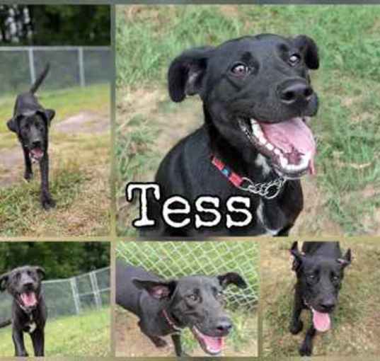 Photo of Tess