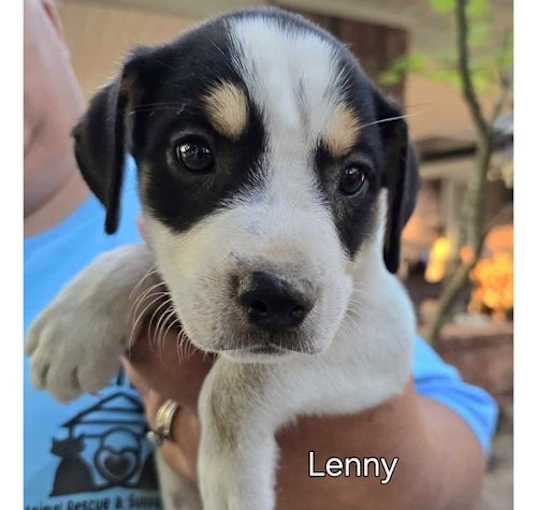 Photo of Melanie's 7 Lenny