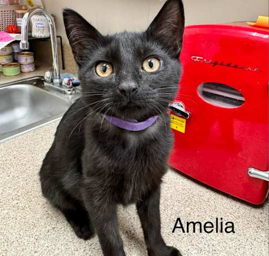 Photo of Amelia