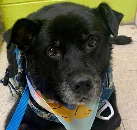 Photo of Diesel