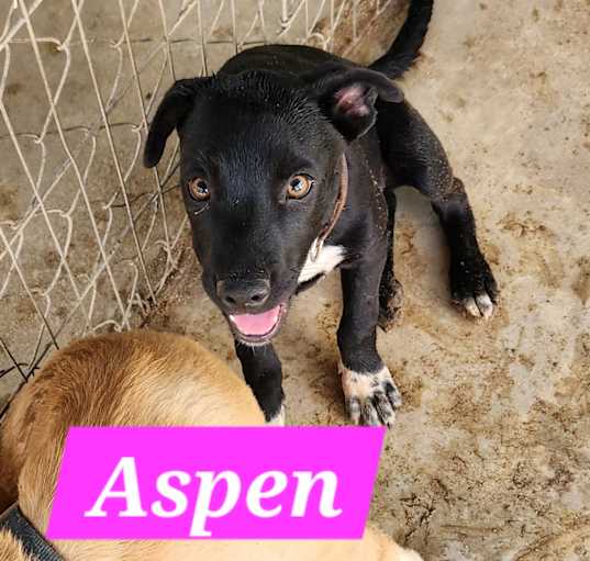 Photo of Aspen